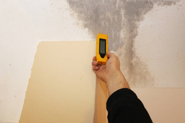 Best Emergency Mold Remediation  in Schulenburg, TX