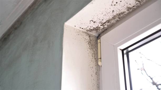 Best Mold Odor Removal Services  in Schulenburg, TX