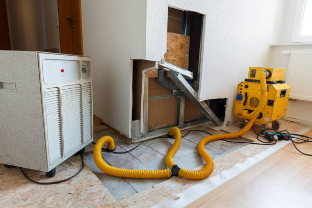 Professional Mold Removal in Schulenburg, TX
