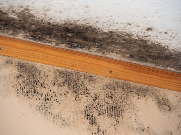 Best Biohazard Mold Removal  in Schulenburg, TX