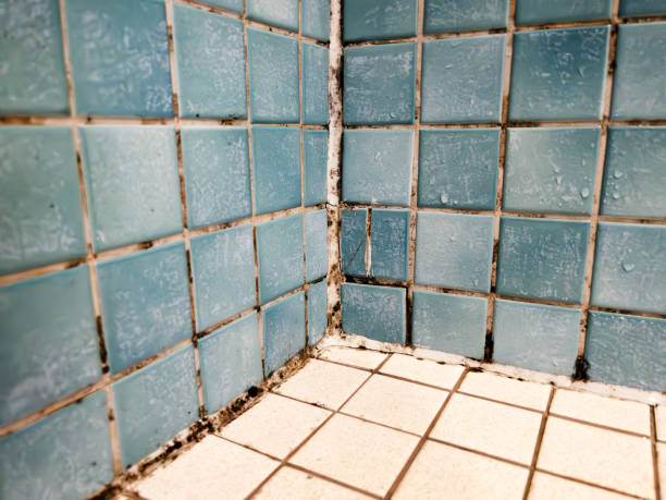 Best Comprehensive Air Testing for Mold Contaminants  in Schulenburg, TX
