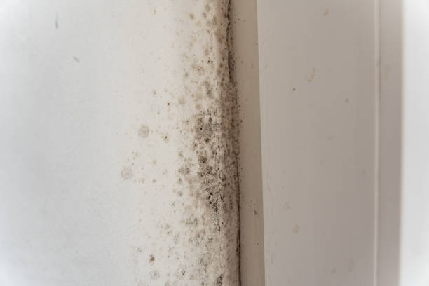 Biohazard Mold Removal in Schulenburg, TX