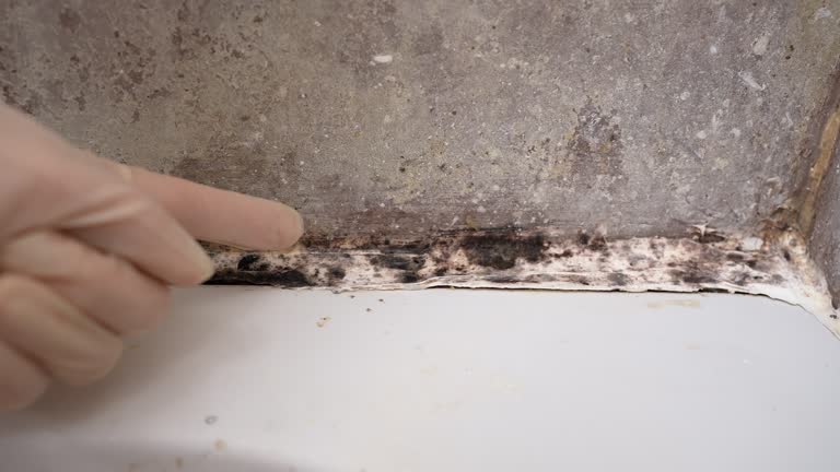 Best Airborne Mold Testing  in Schulenburg, TX