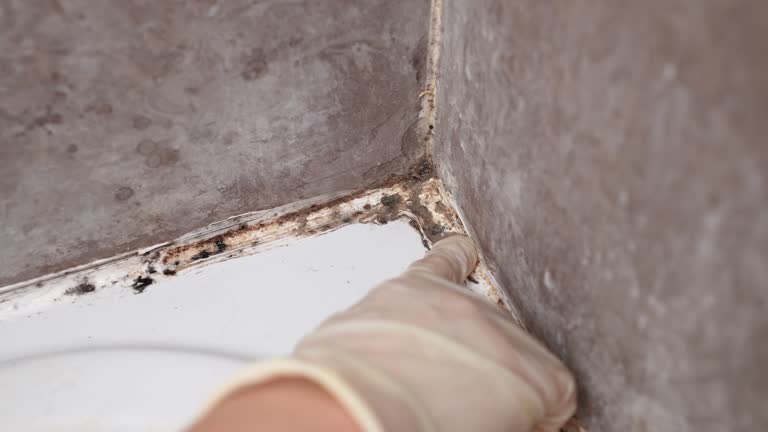Best Residential Mold Inspection & Testing  in Schulenburg, TX