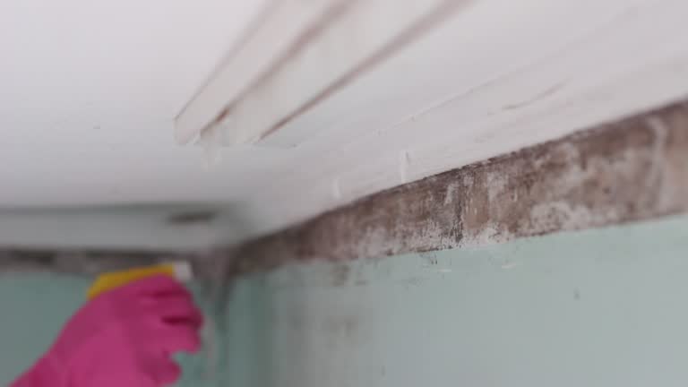 Best Mold Damage Restoration  in Schulenburg, TX
